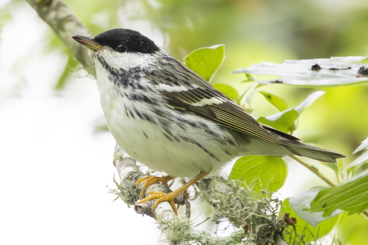 Blackpoll Warbler - Jonathan Taffet