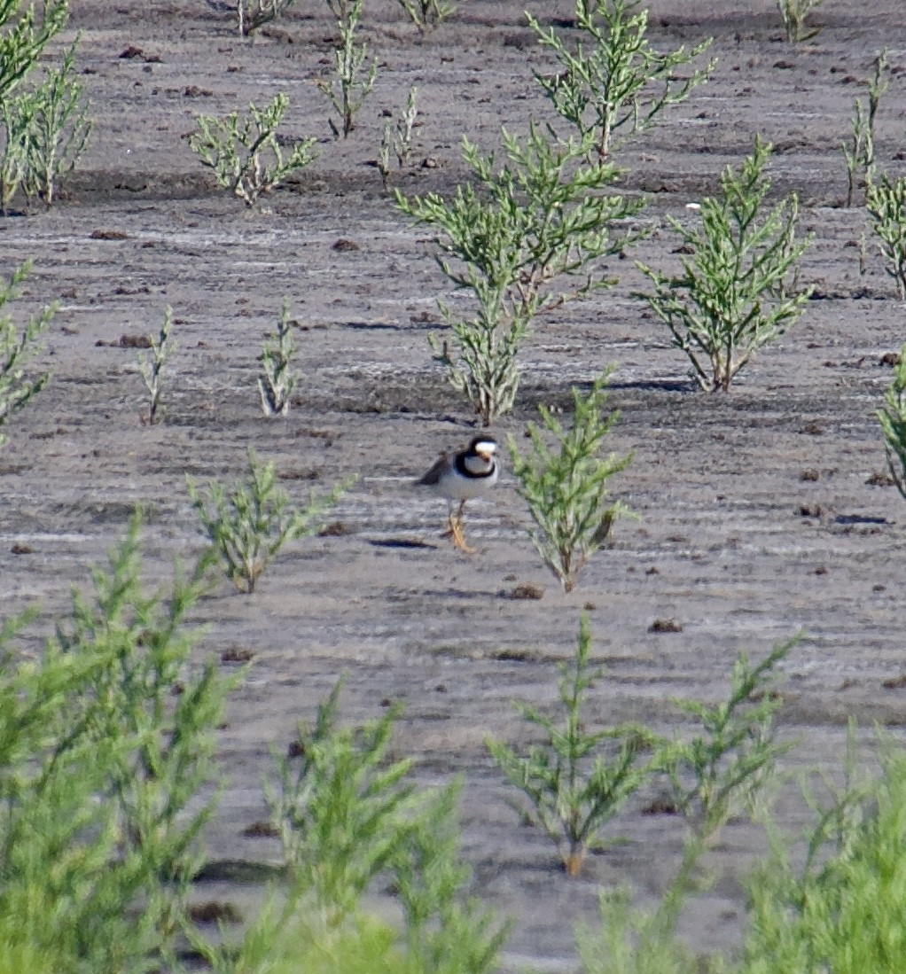 Semipalmated Plover - Michael Niven