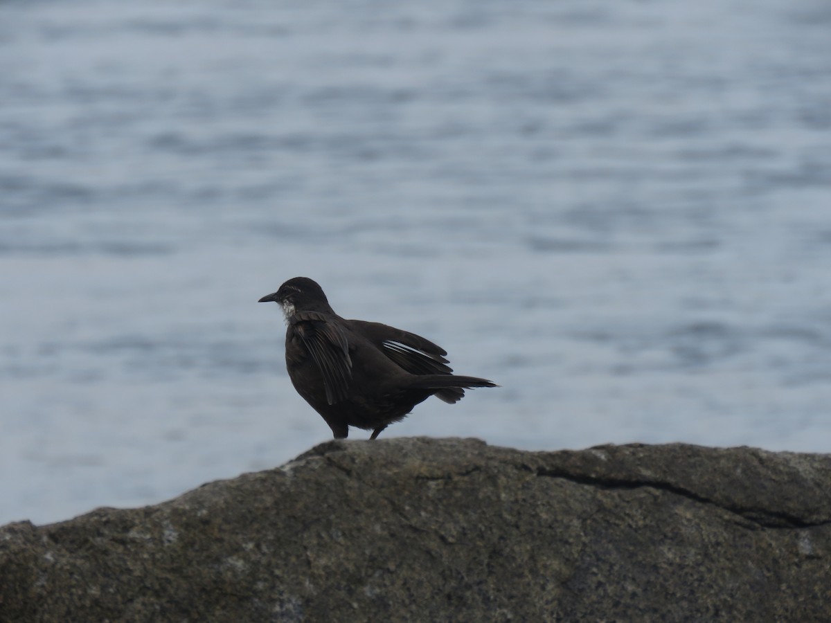 Seaside Cinclodes - Claudio Coloma (Irisnocturno)