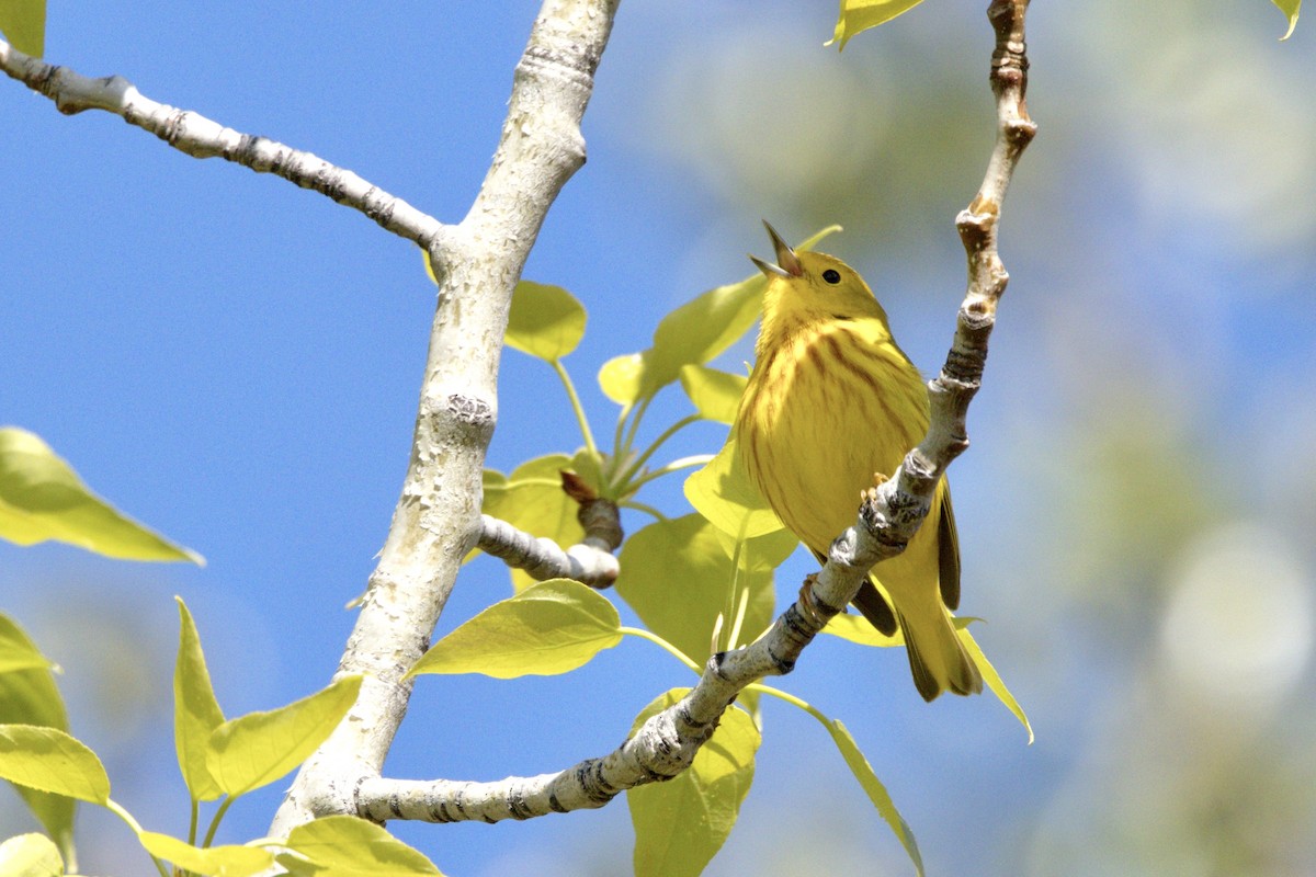 Yellow Warbler - Trevor Churchill