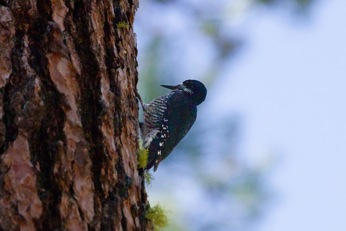 Black-backed Woodpecker - ML619245951