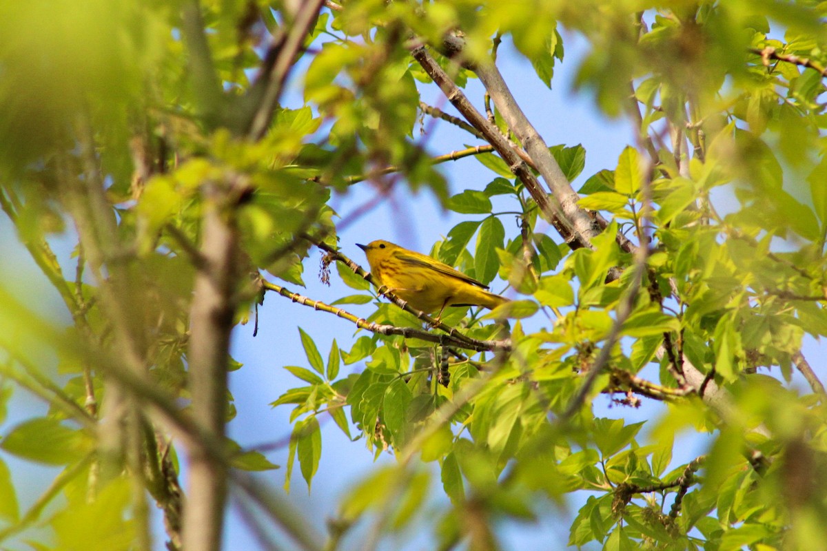 Yellow Warbler - Caleb Hovde