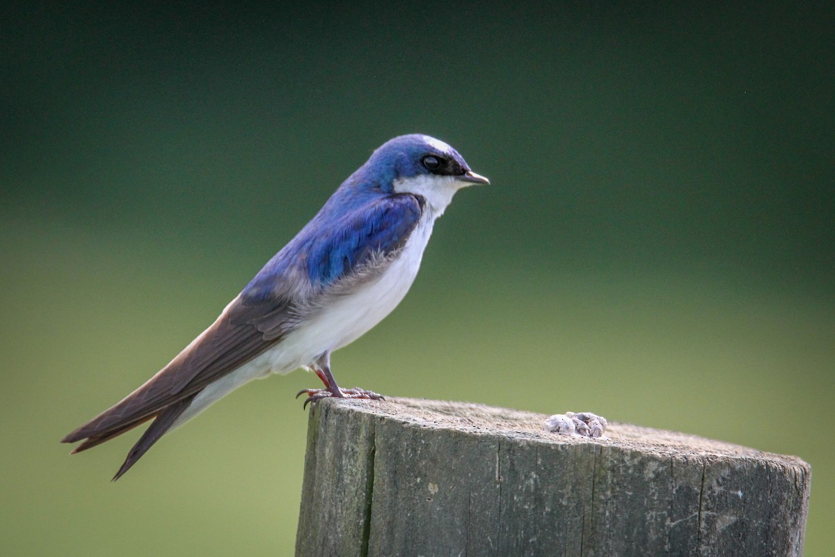 Tree Swallow - ML619245986