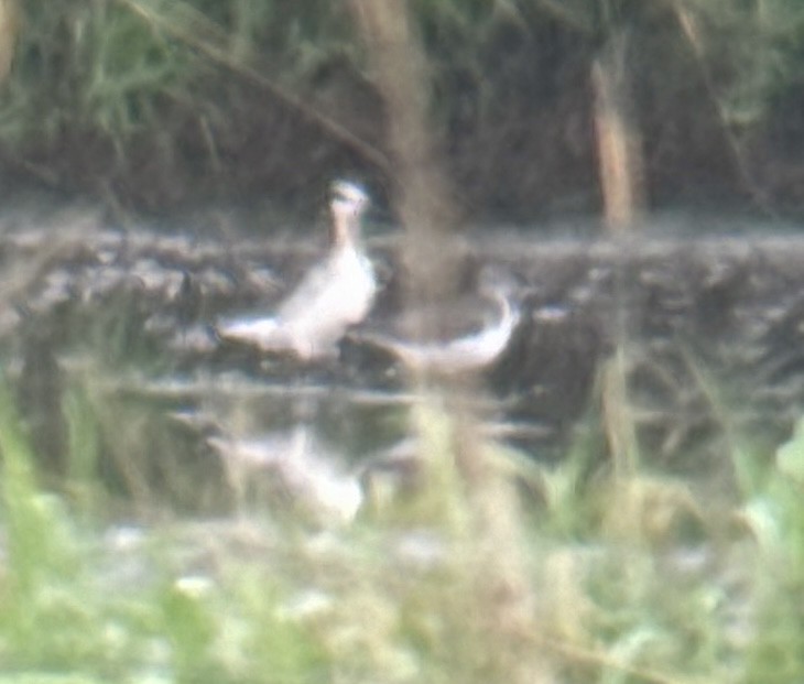 Wilson's Phalarope - Jason Vassallo