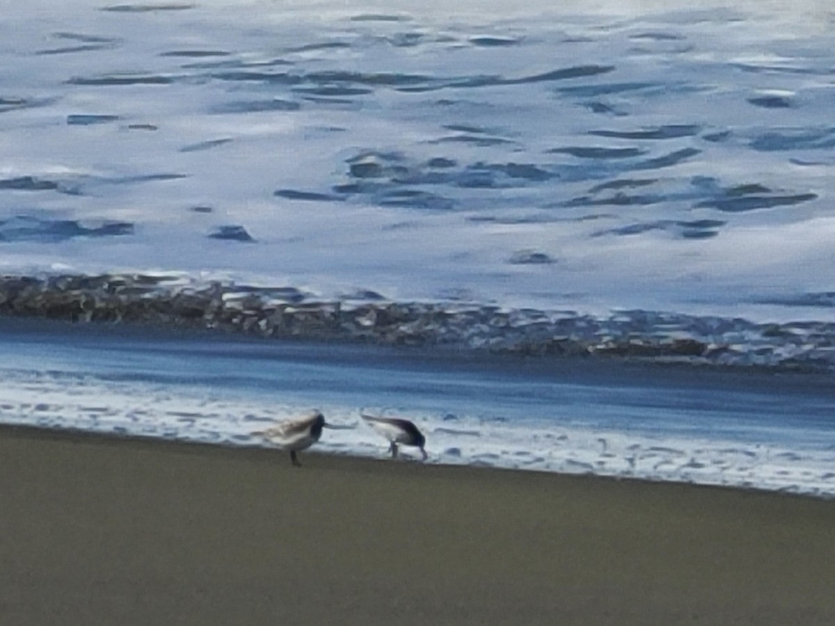 Sanderling - Amy Duerfeldt