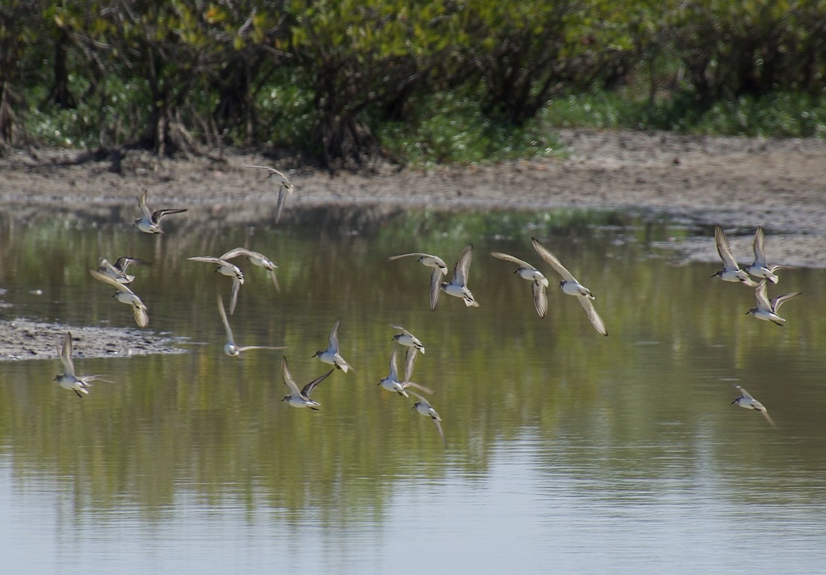 Sanderling - Michael Niven