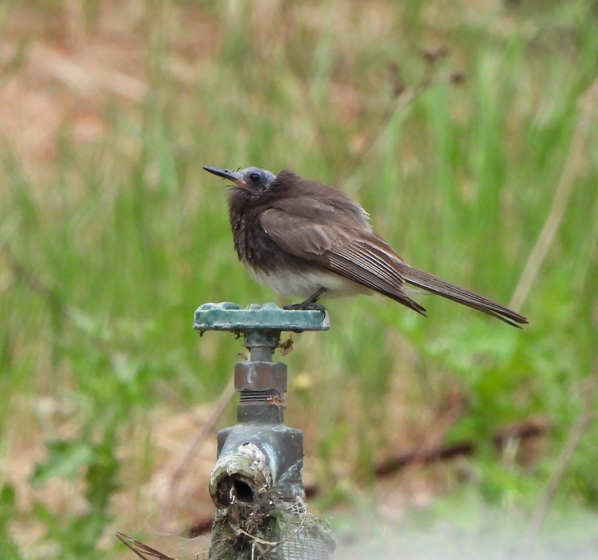 Black Phoebe - Michelle Haglund