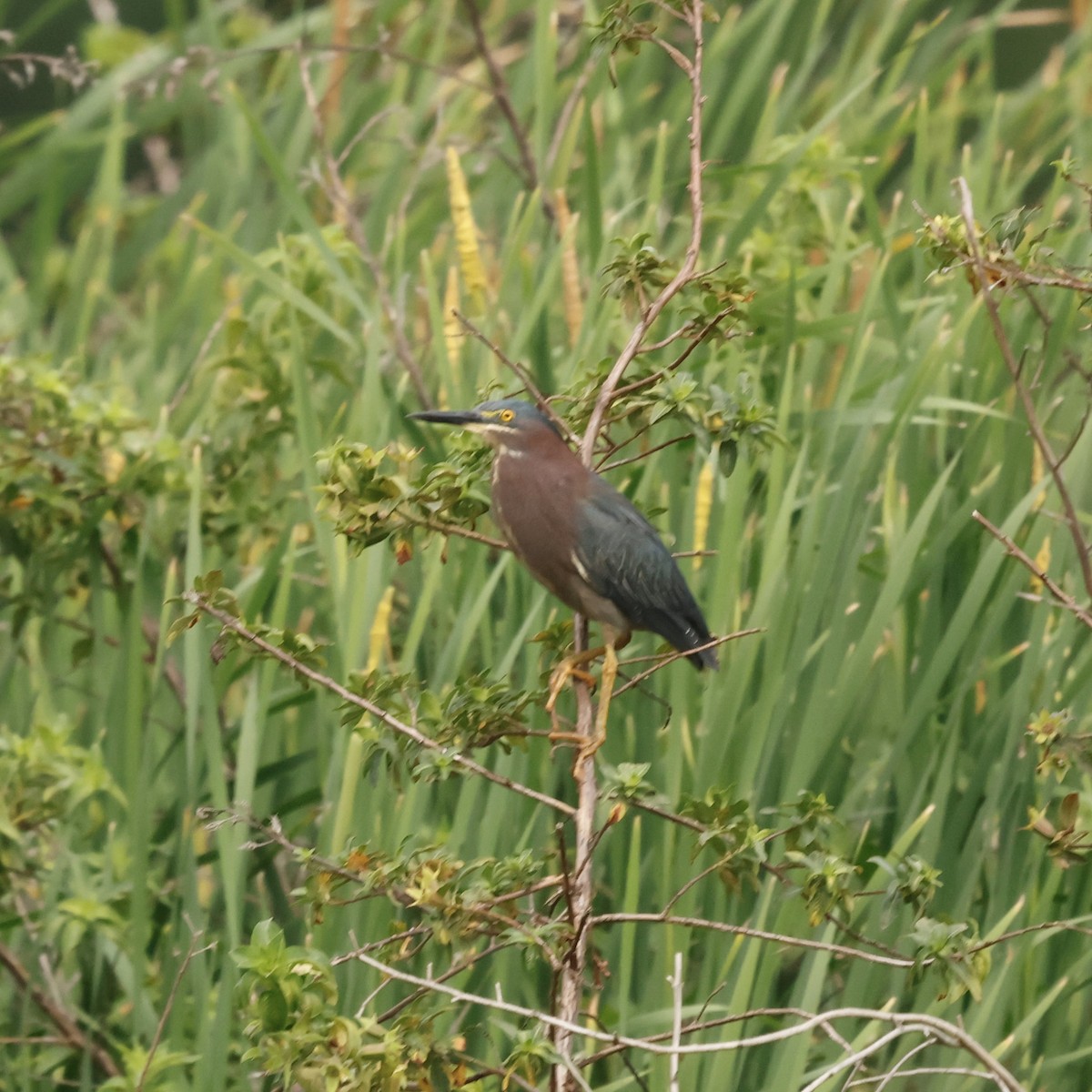 Green Heron - Jeff Taylor