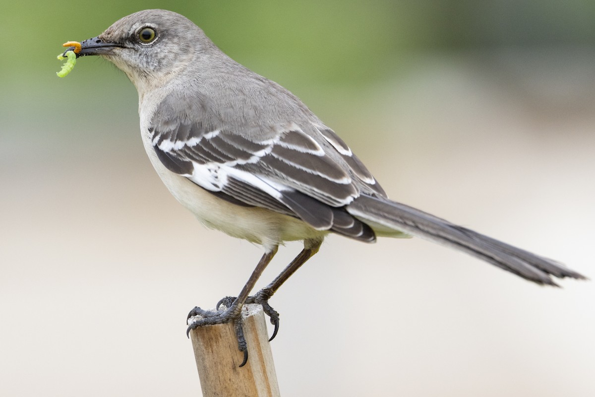 Northern Mockingbird - Jonathan Taffet