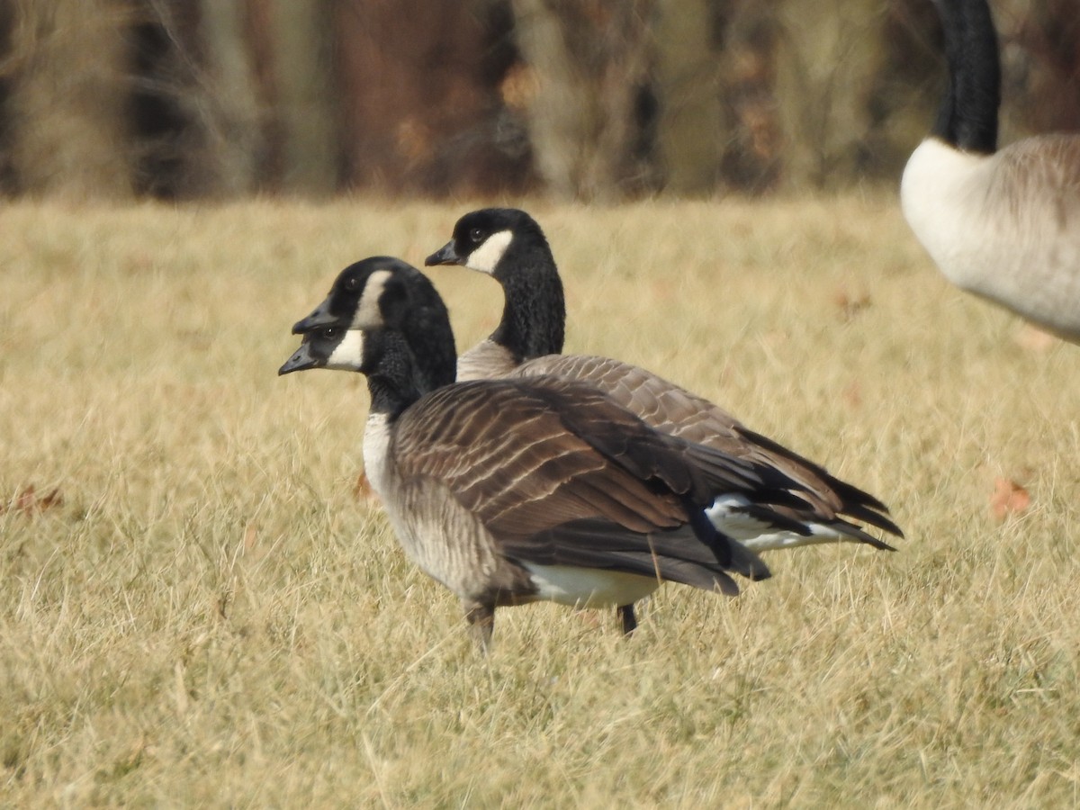 Cackling Goose - ML619246059