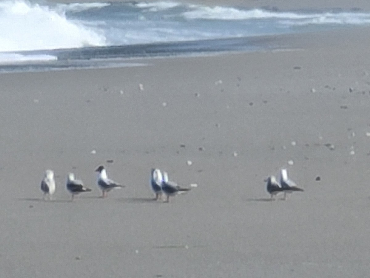 Bonaparte's Gull - Amy Duerfeldt