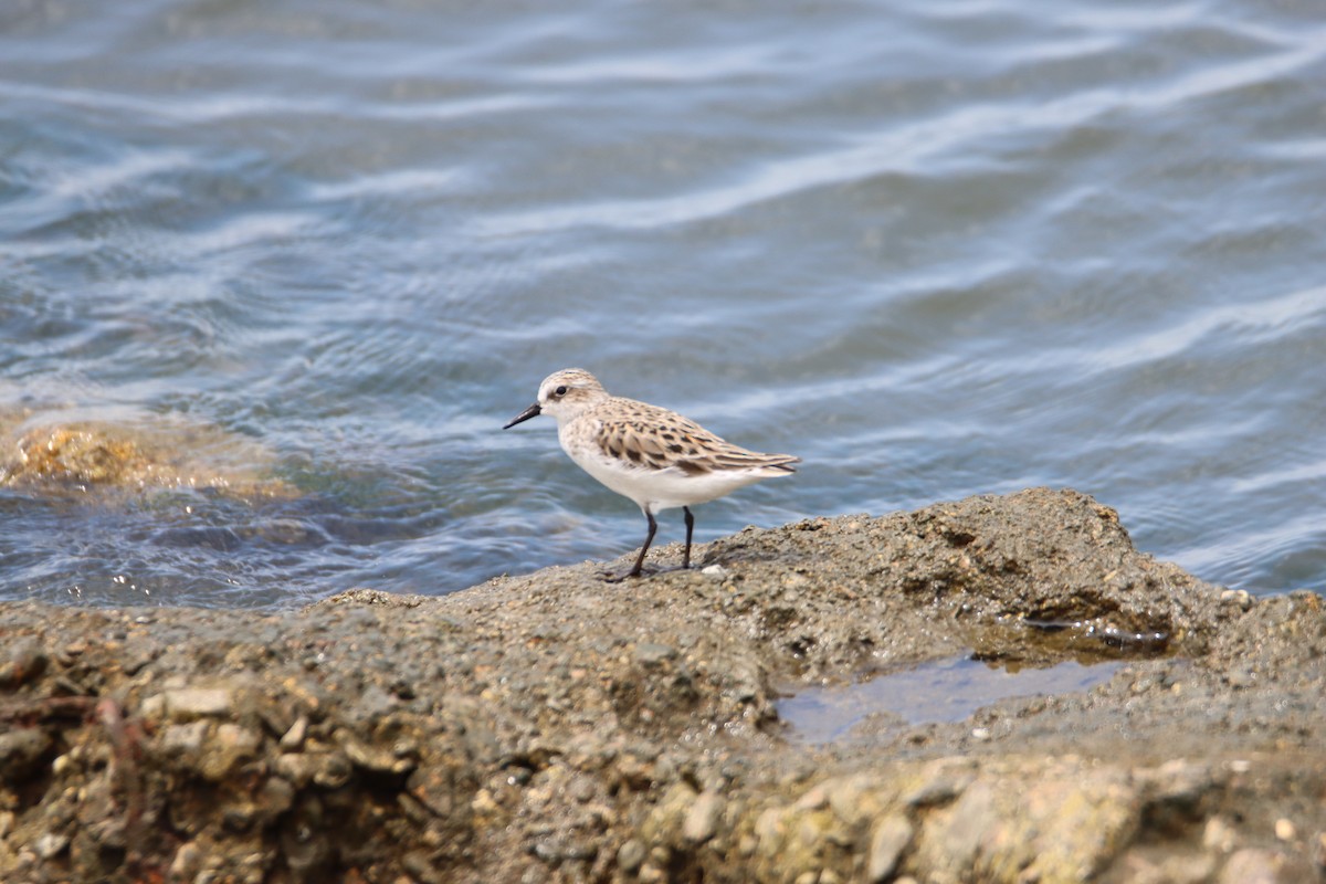 Semipalmated Sandpiper - ML619246077