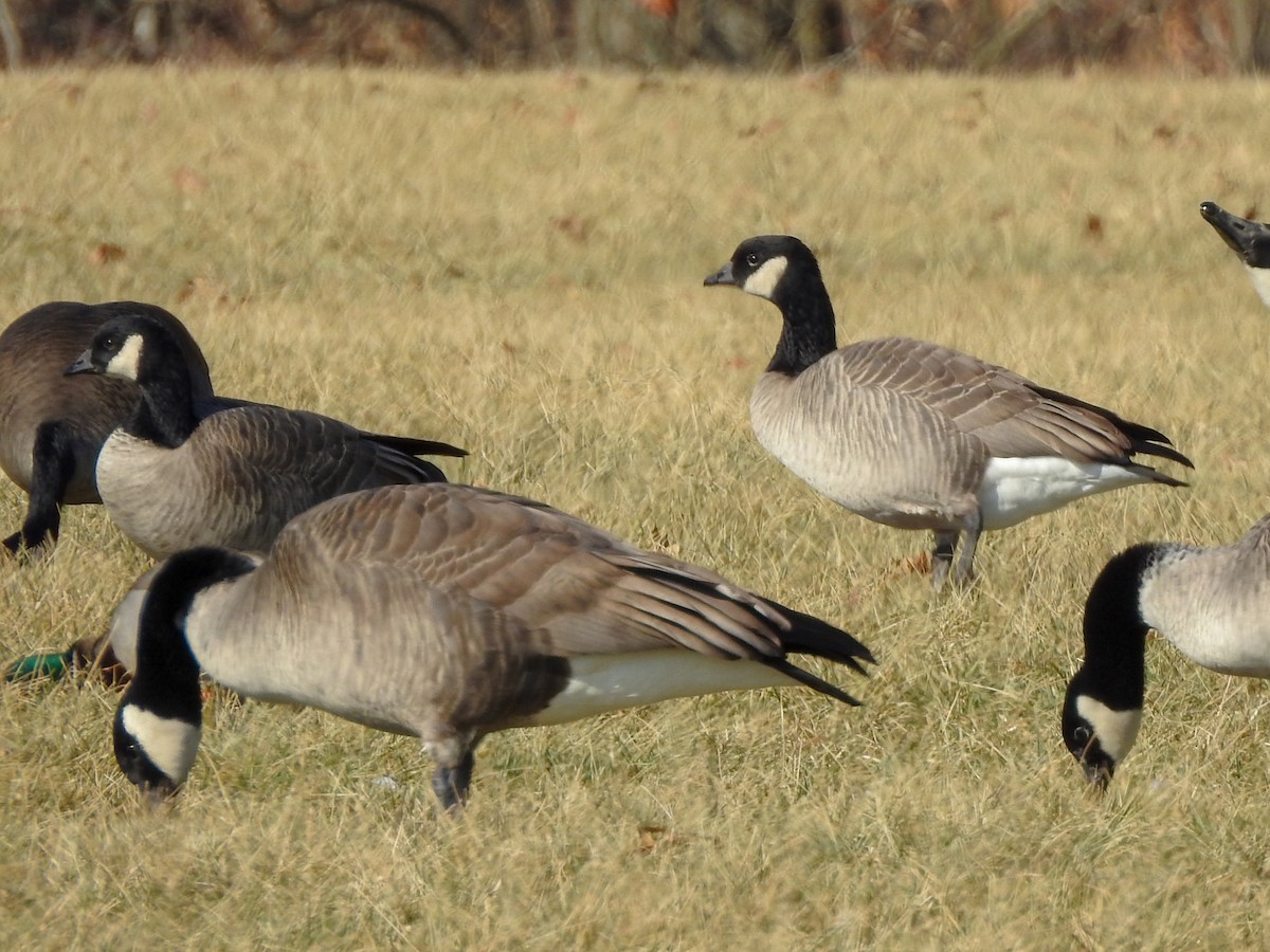 Cackling Goose - Reanna Thomas