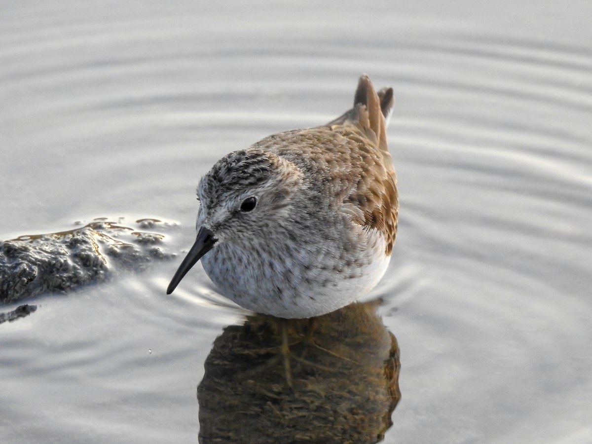 Least Sandpiper - ML619246092