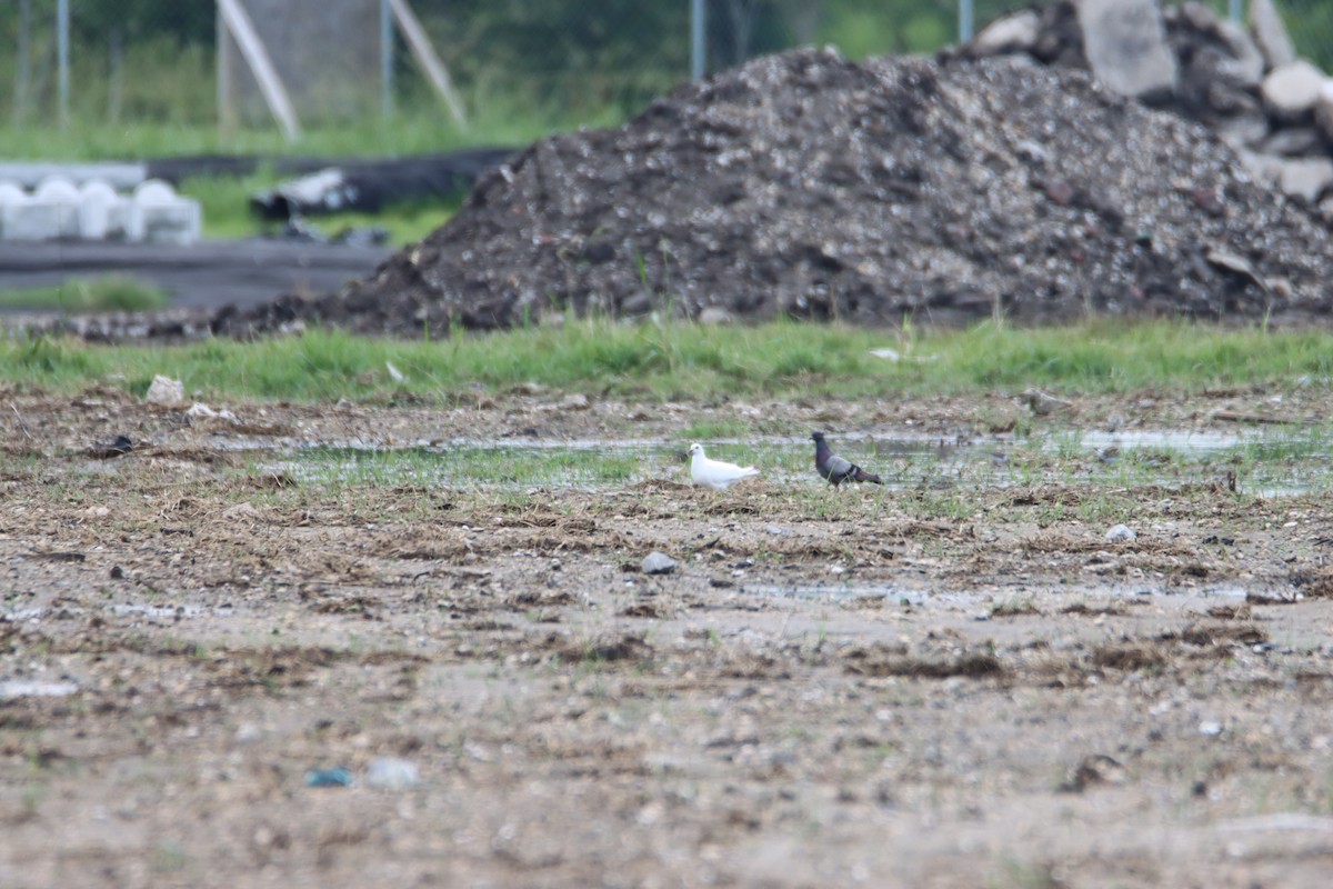 Rock Pigeon (Feral Pigeon) - John Keegan