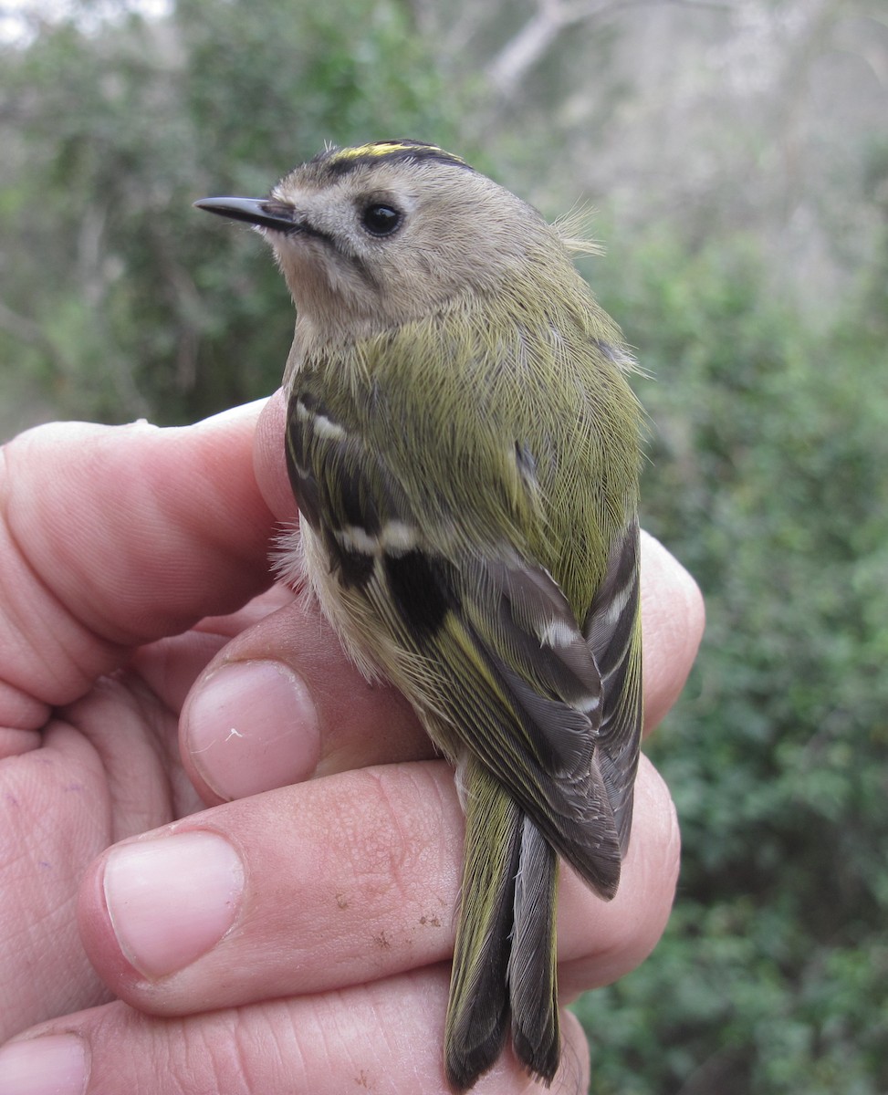 Шар мэлзэн задуулай - ML619246134