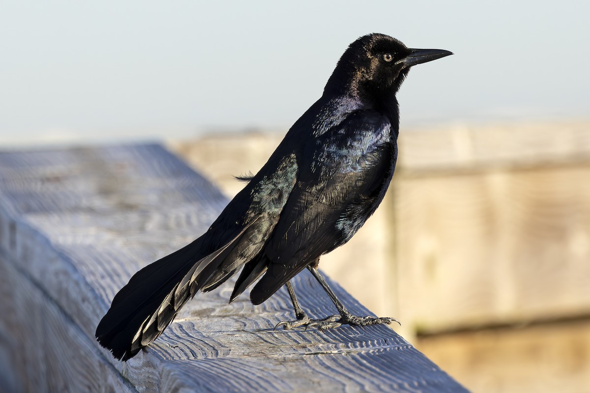 Boat-tailed Grackle - Edith Auchter