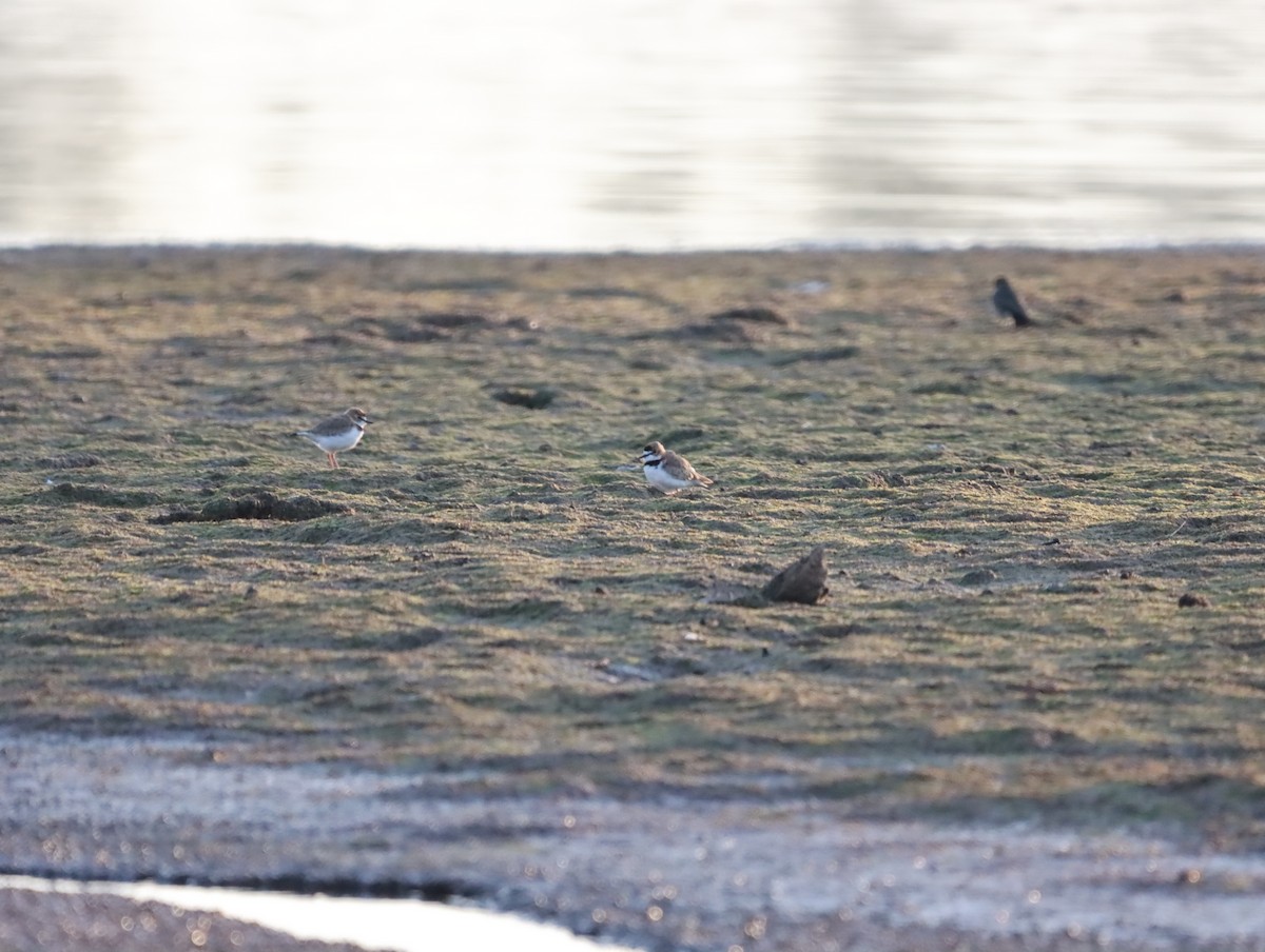 Collared Plover - Mario Reyes