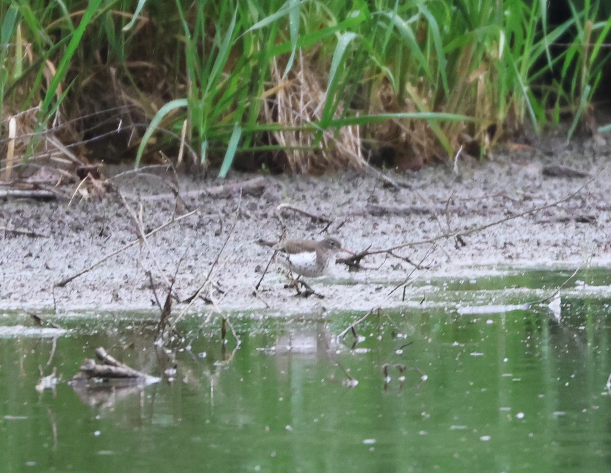 Spotted Sandpiper - ML619246159