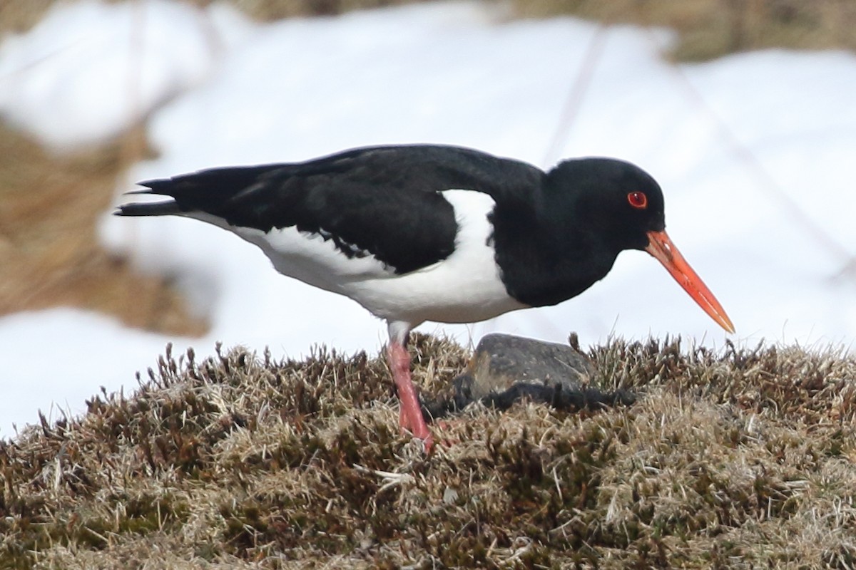 Eurasian Oystercatcher - Christopher Escott