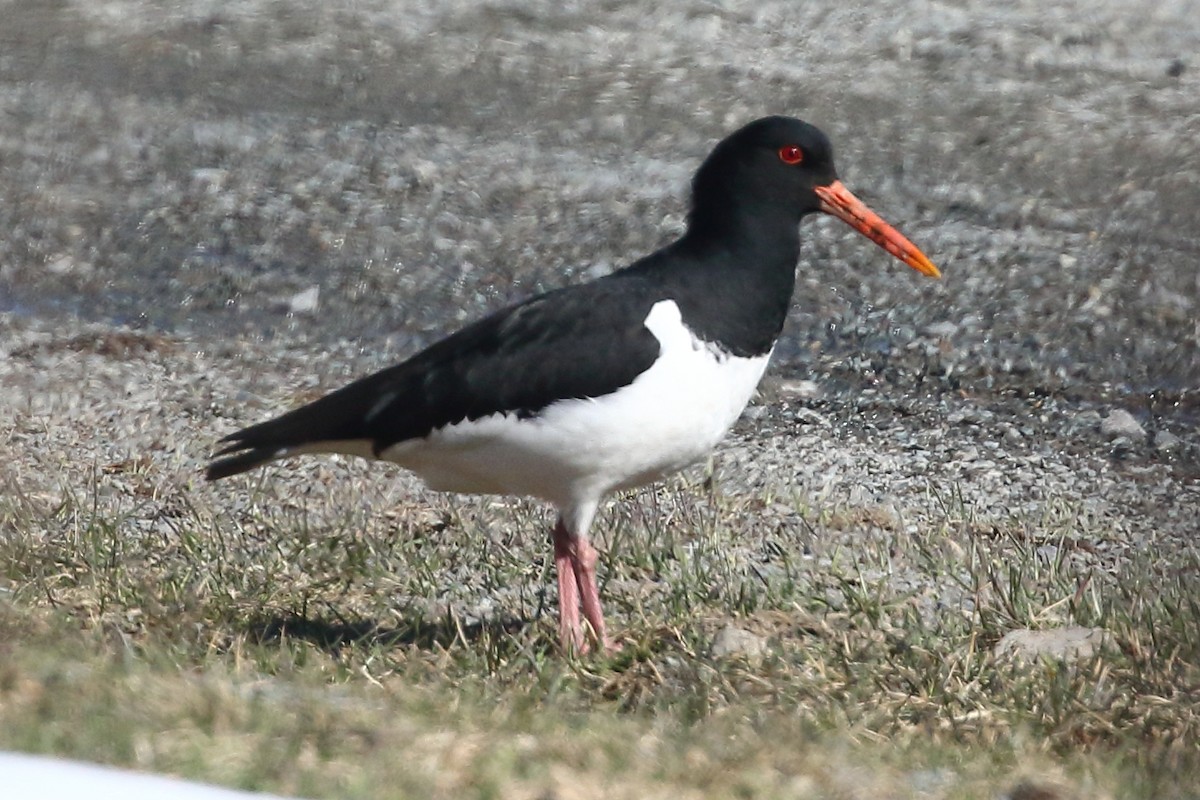 Eurasian Oystercatcher - Christopher Escott