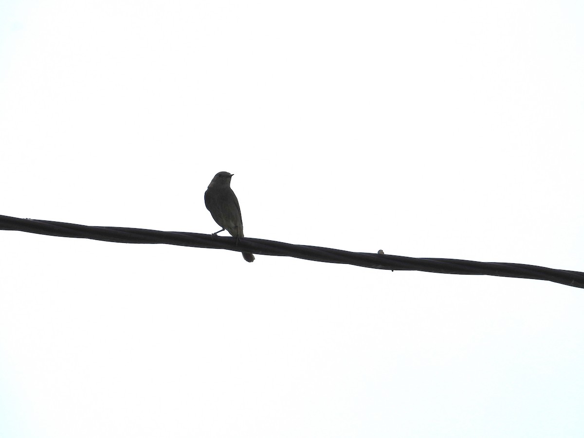 Black Redstart - Danka Jaksic