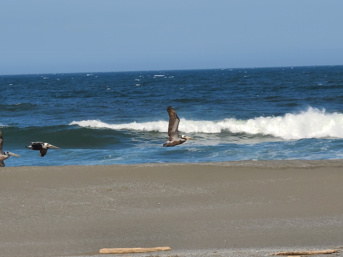 Brown Pelican - Amy Duerfeldt