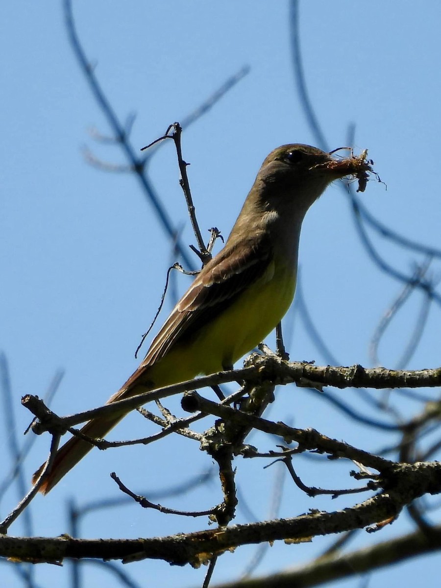 Great Crested Flycatcher - Troy and Dawn Mast