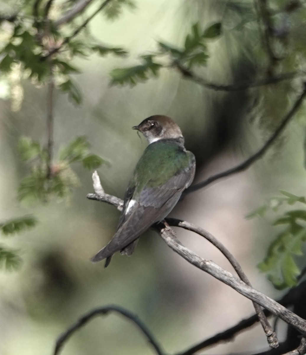 Violet-green Swallow - Frances Clapp