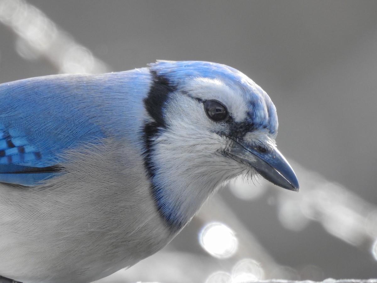 Blue Jay - Reanna Thomas