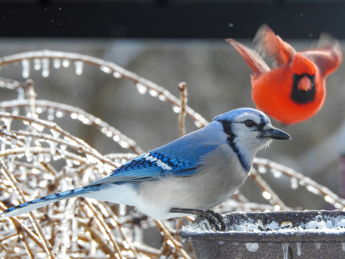 Blue Jay - Reanna Thomas