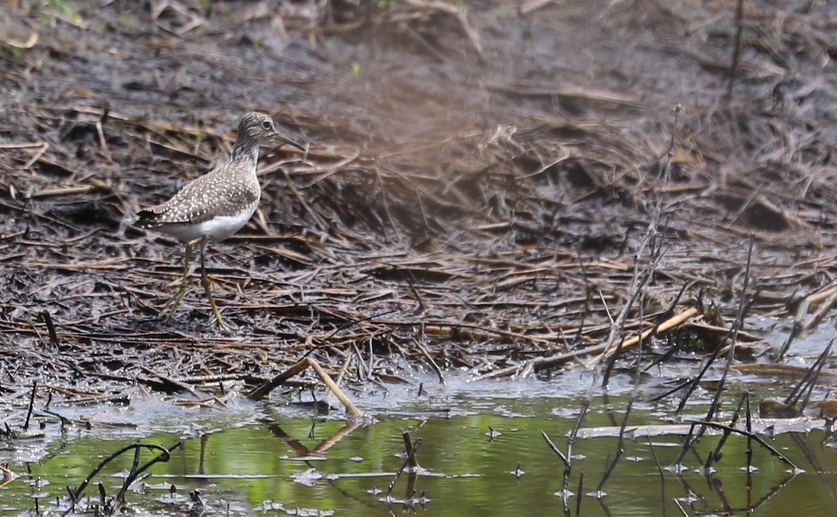 Solitary Sandpiper - Rob Bielawski