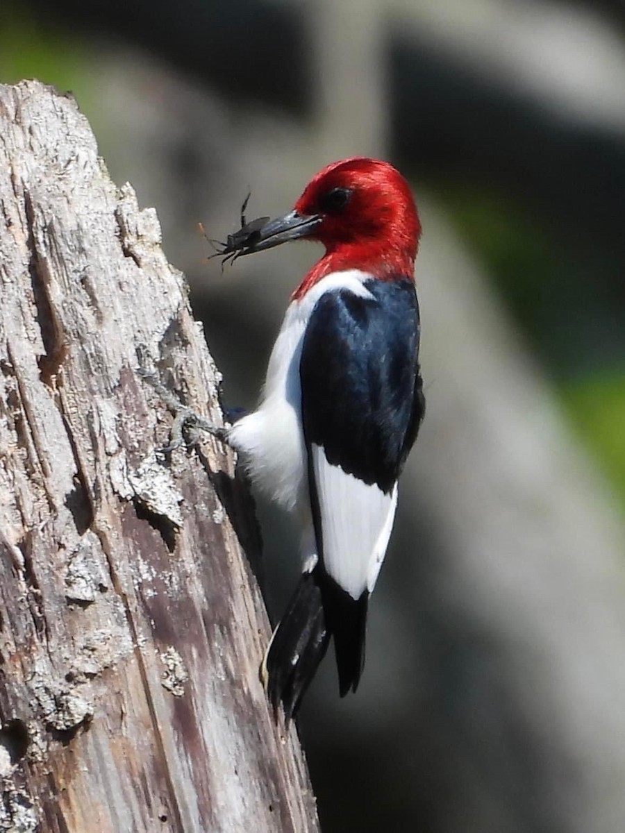 Red-headed Woodpecker - Troy and Dawn Mast
