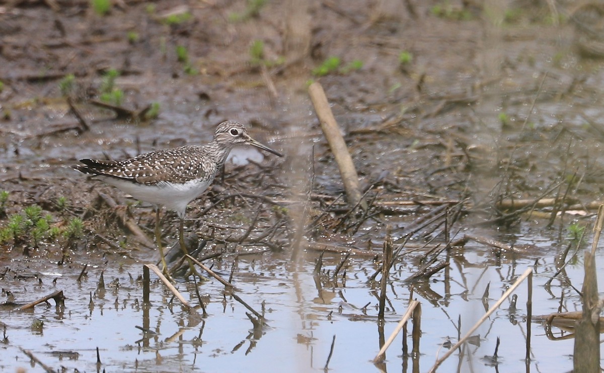 Solitary Sandpiper - Rob Bielawski