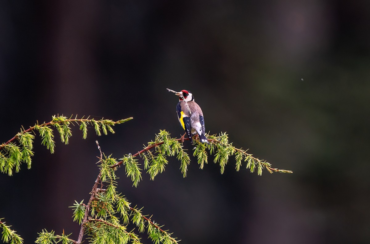 European Goldfinch - Ali COBANOGLU