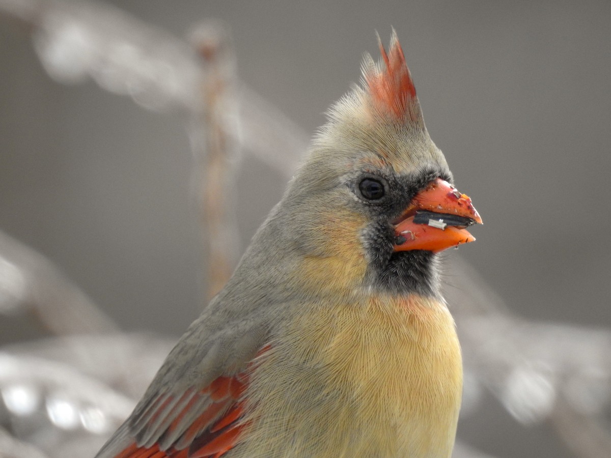 Northern Cardinal - Reanna Thomas