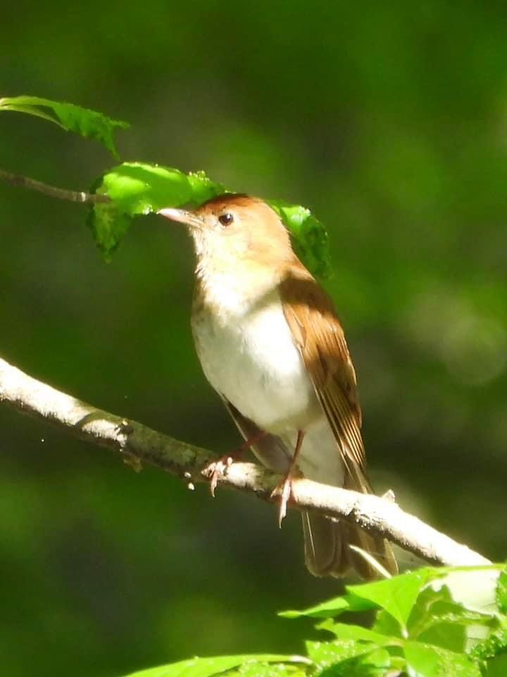 Veery - Troy and Dawn Mast