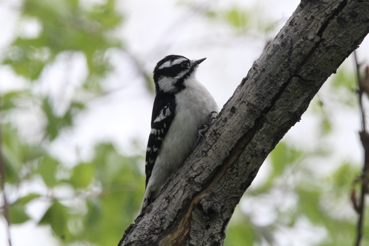 Downy Woodpecker - Quinn Desilets