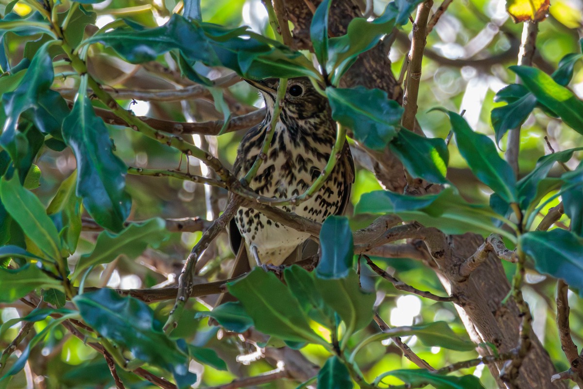 Song Thrush - Pierce Louderback