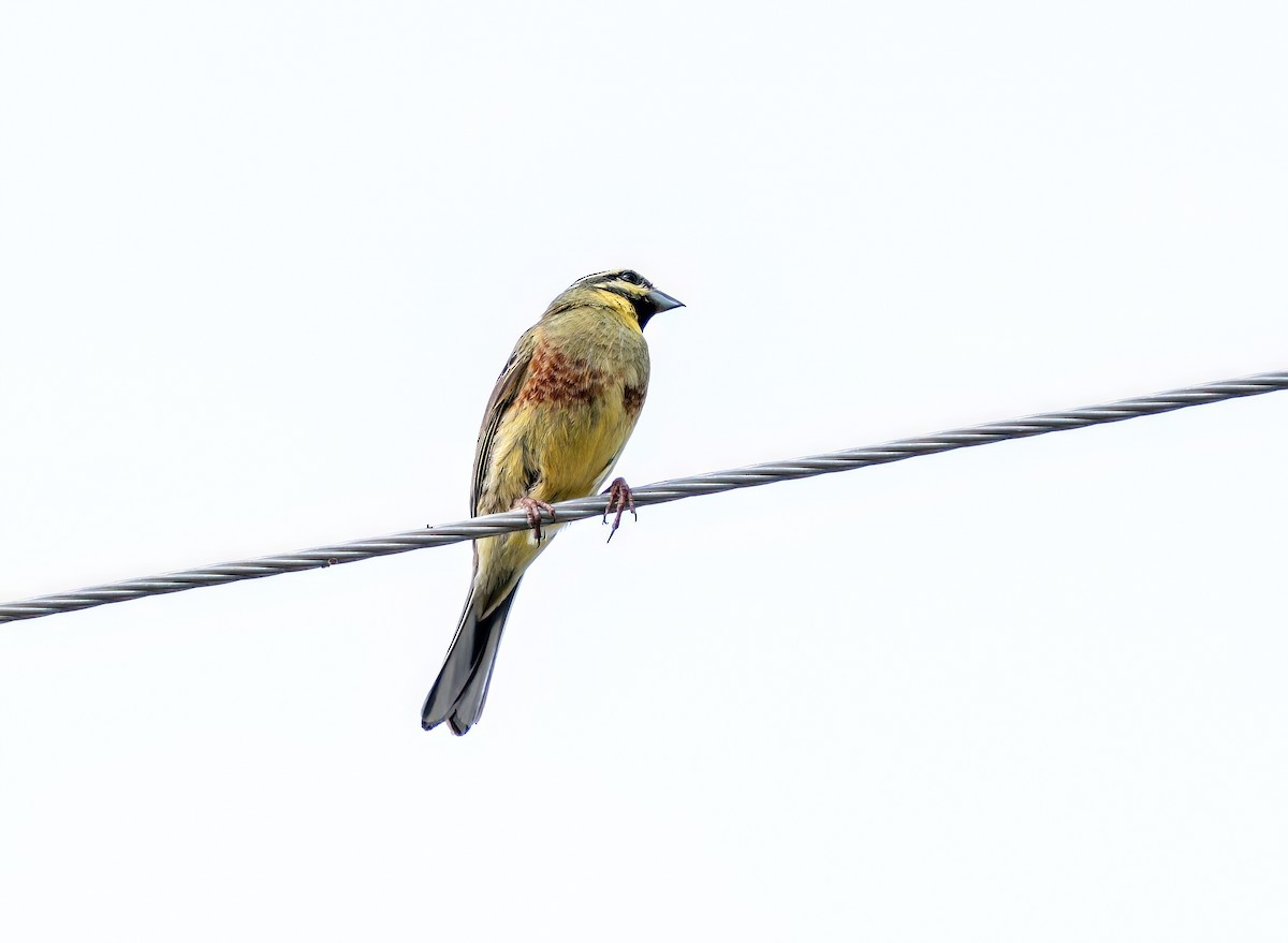 Cirl Bunting - Ali COBANOGLU