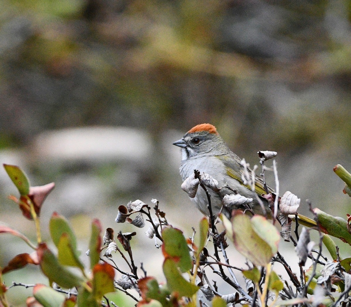 Green-tailed Towhee - Jeff Gardner