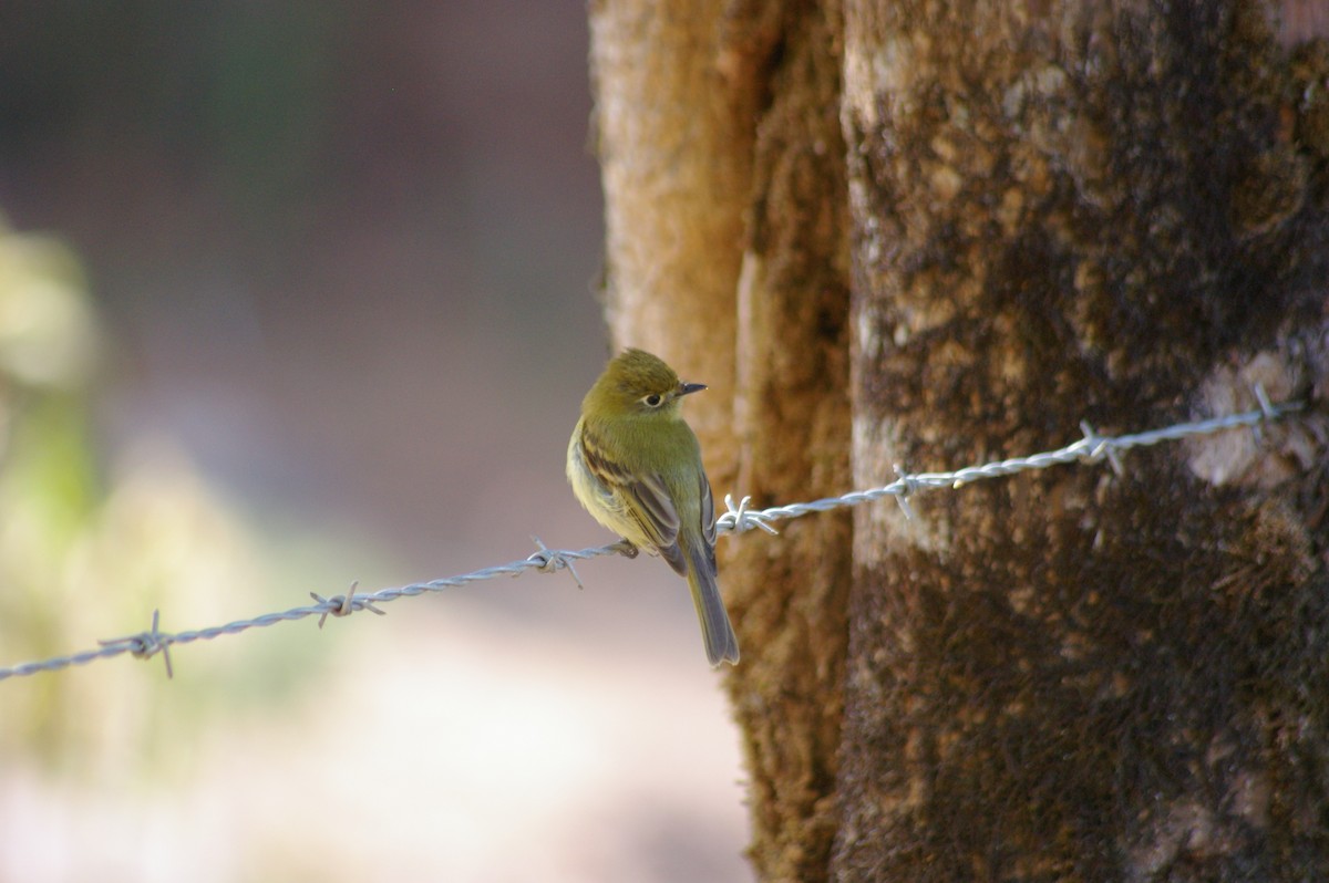 Yellowish Flycatcher - Justin Rasmussen