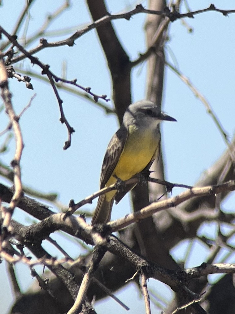 Tropical Kingbird - Ronald Beck