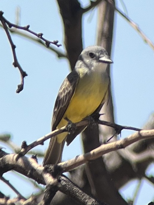 Tropical Kingbird - Ronald Beck