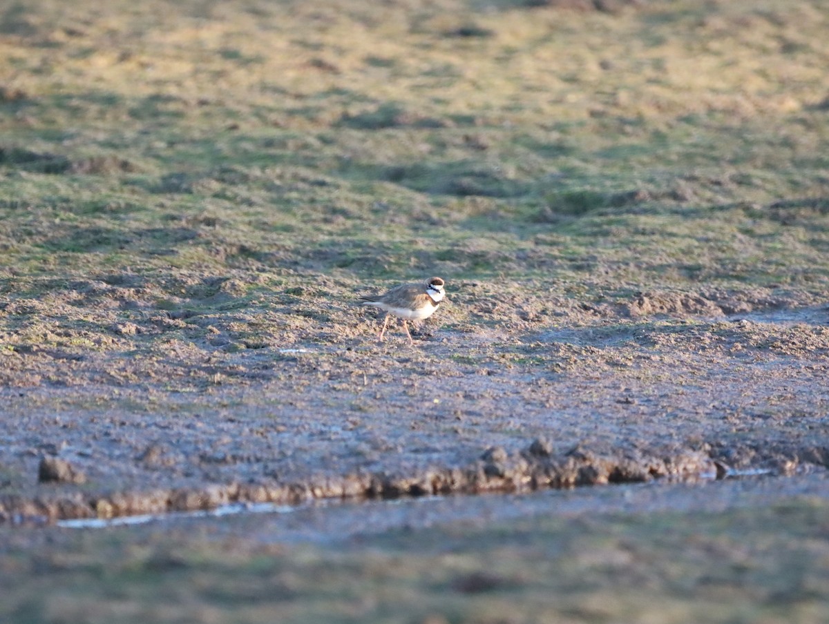 Collared Plover - Mario Reyes