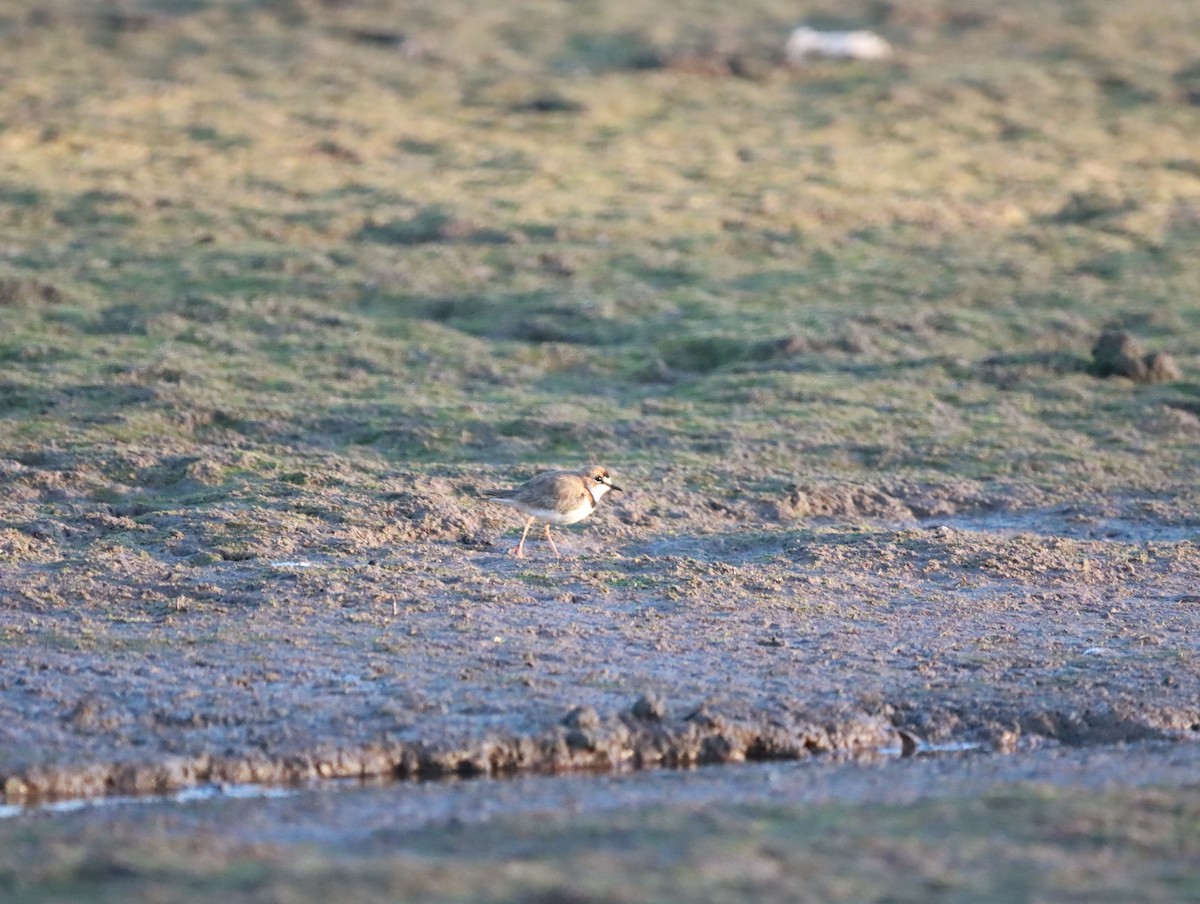 Collared Plover - Mario Reyes