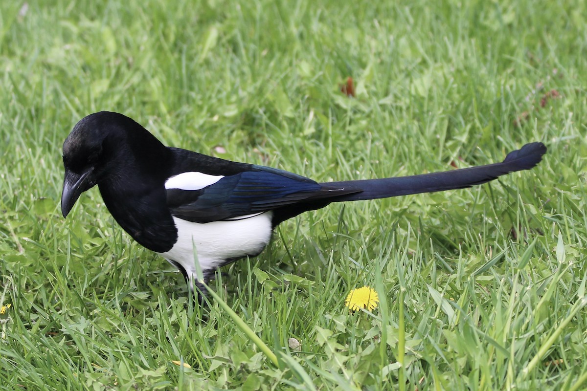 Black-billed Magpie - ML619246327