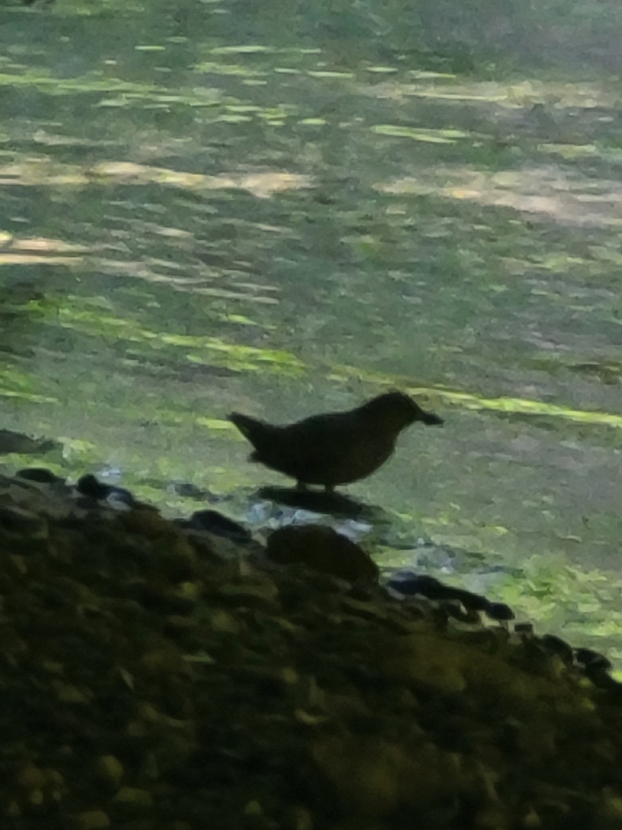 American Dipper - Amy Duerfeldt