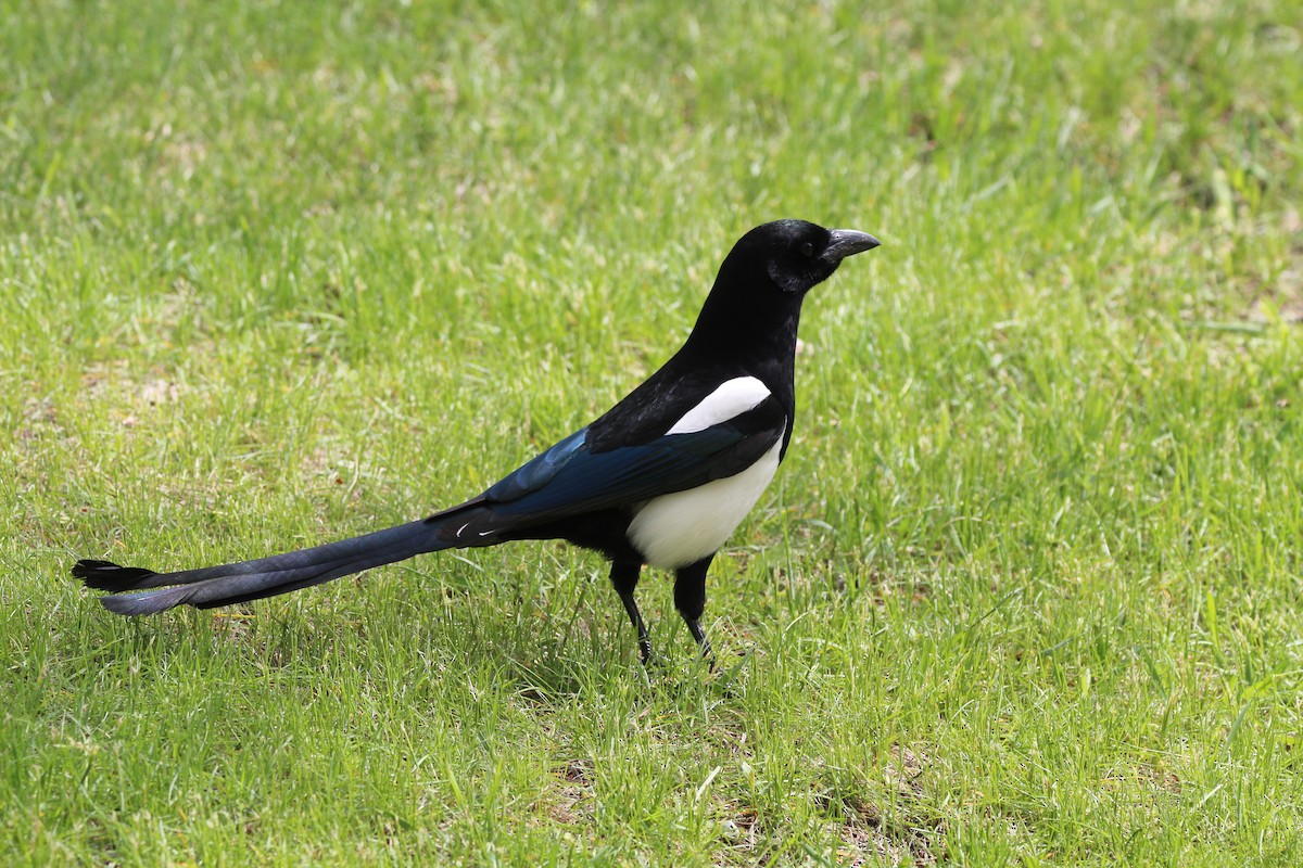 Black-billed Magpie - ML619246354