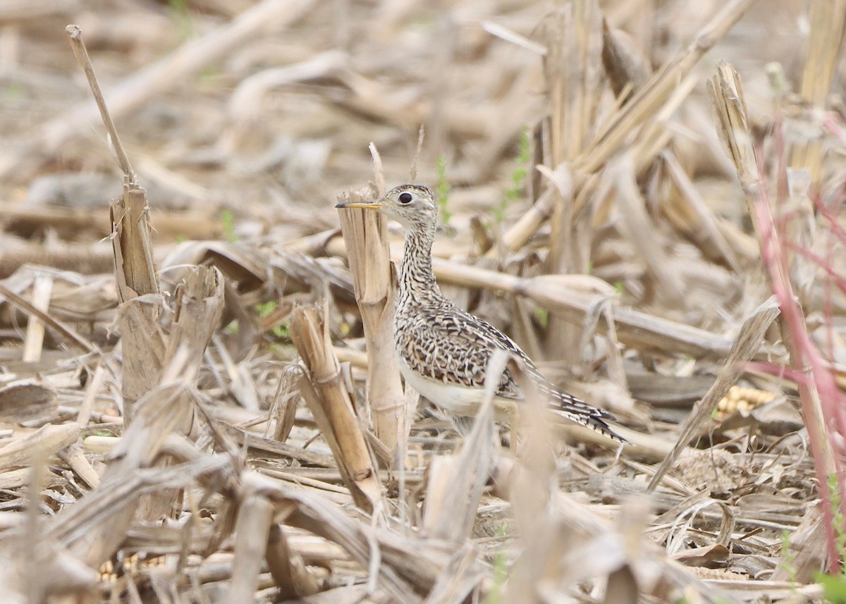 Upland Sandpiper - Stephen Taylor